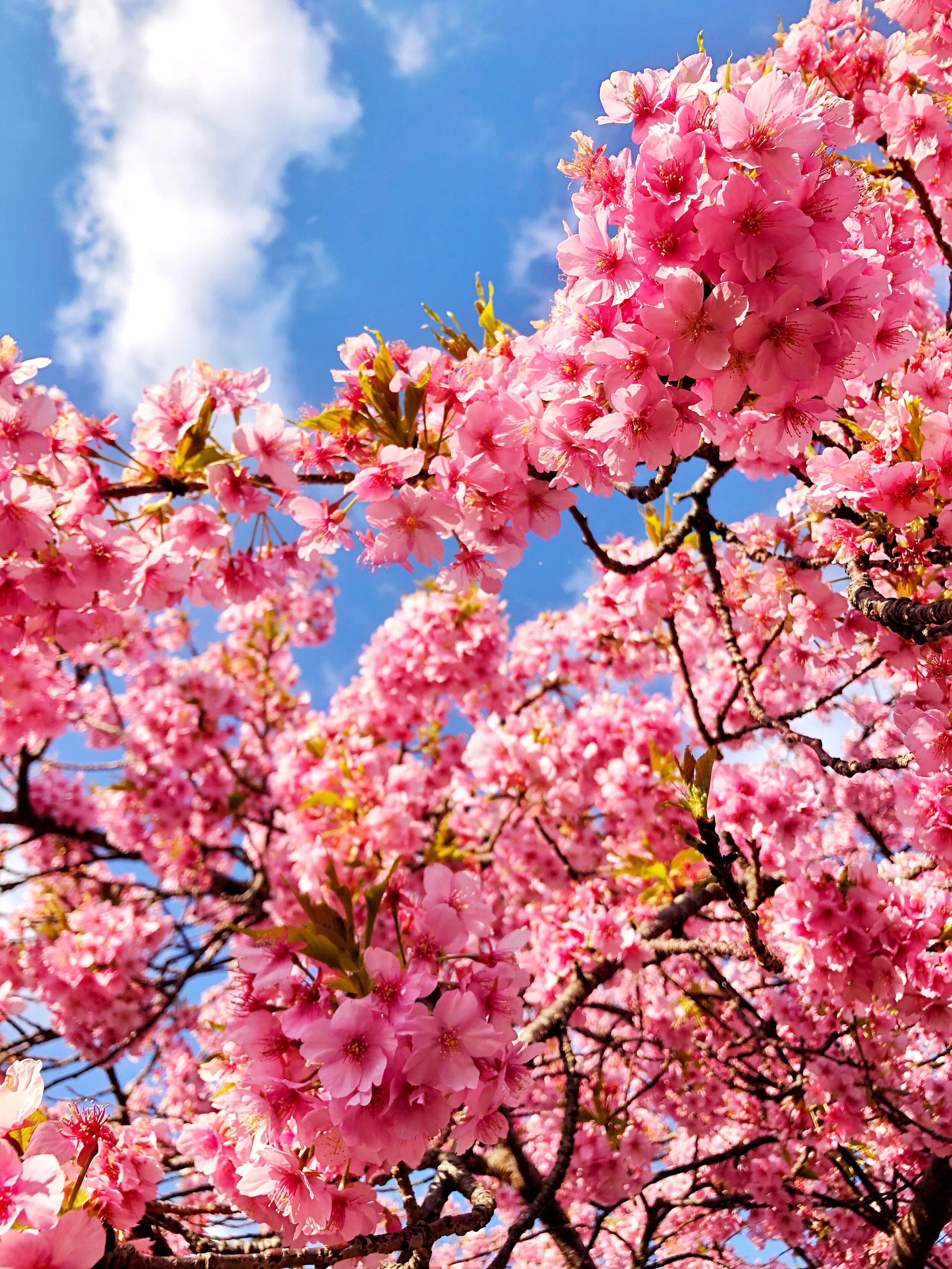 Minami Izu Cherry Blossoms — RYOKAN WANDERINGS